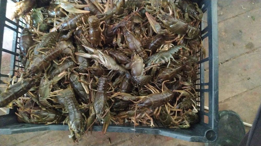 Живі раки потрібні постачальники