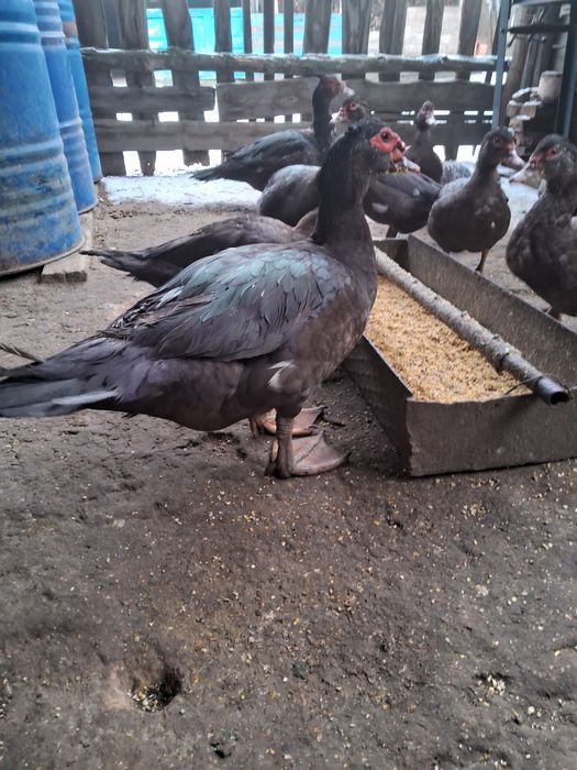 Мускусна качка .