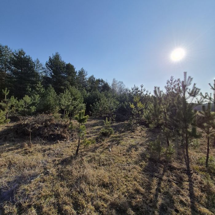 Działka  leśno rolna - Widok 4
