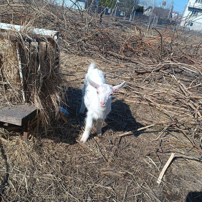 Козенята 5  місяці – альпійська, ламанча, зааненська породи
Продаємо