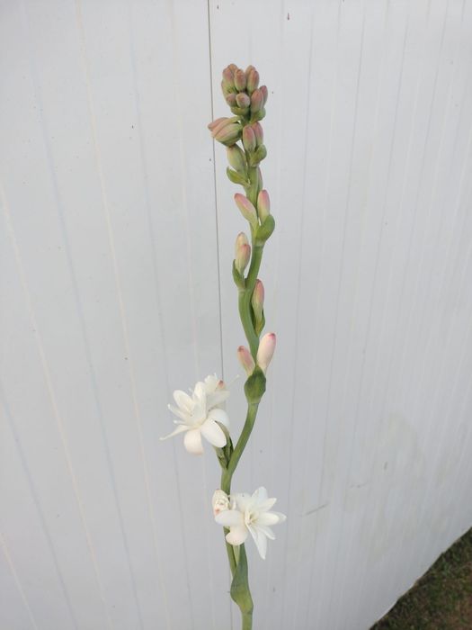 Nardo (Polianthes tuberosa) – Planta Medicinal e Aromática