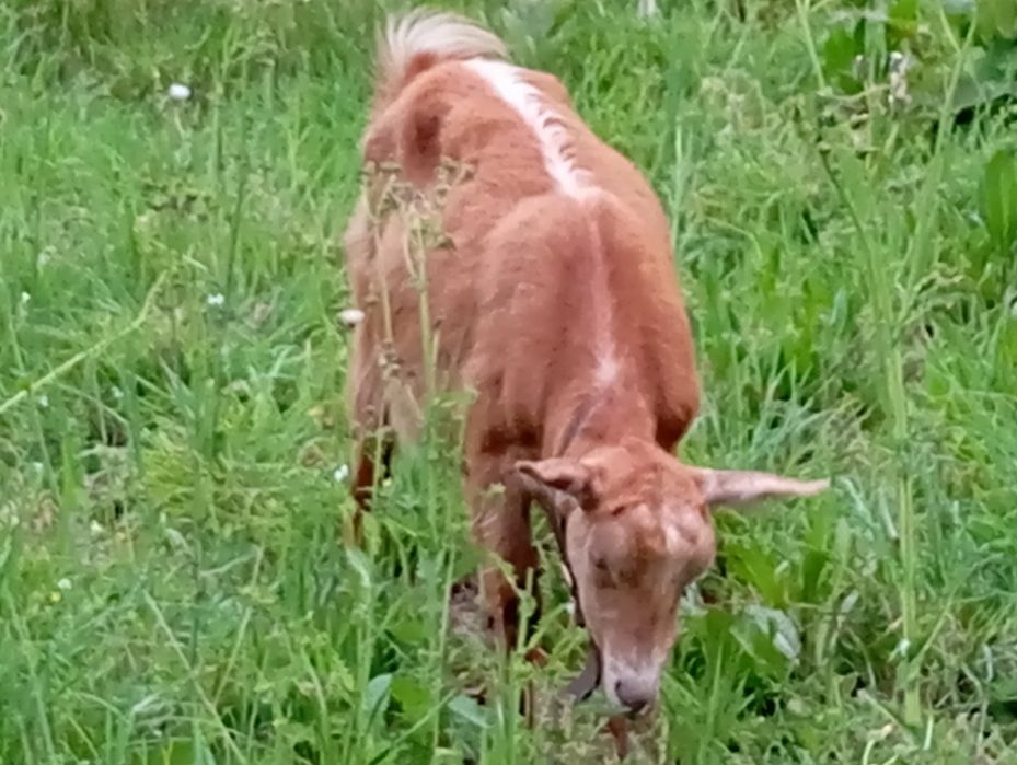 Cavra com 3 anos com uma cabrita de 2  meses