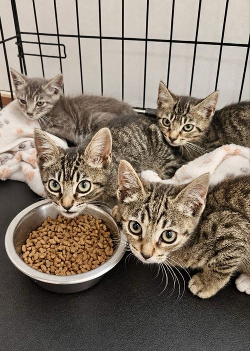 Gatinhos bebés para adoção responsável