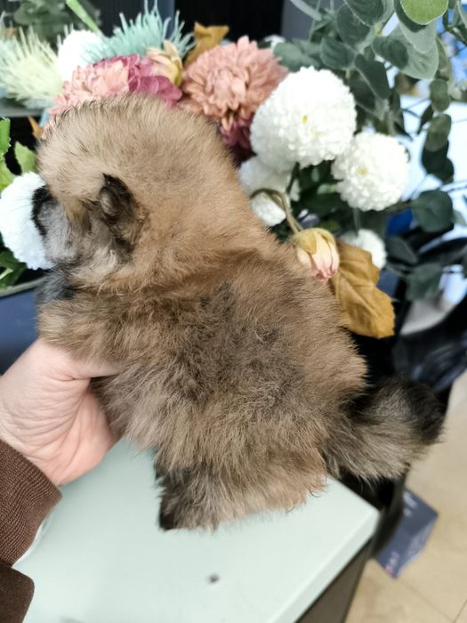 Spitz anão. Lulu da Pomerânia Super Mini.LOP e Afixo. Laranja