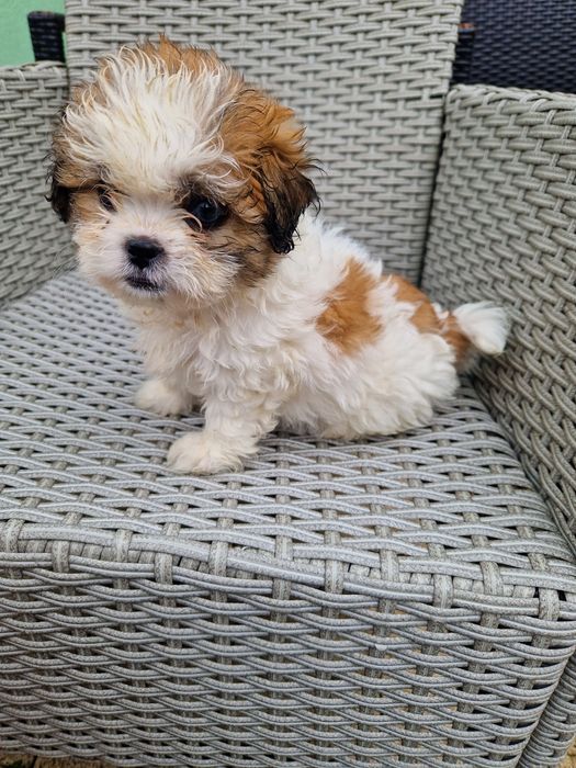 Shih-tzu szczeniak aktualne