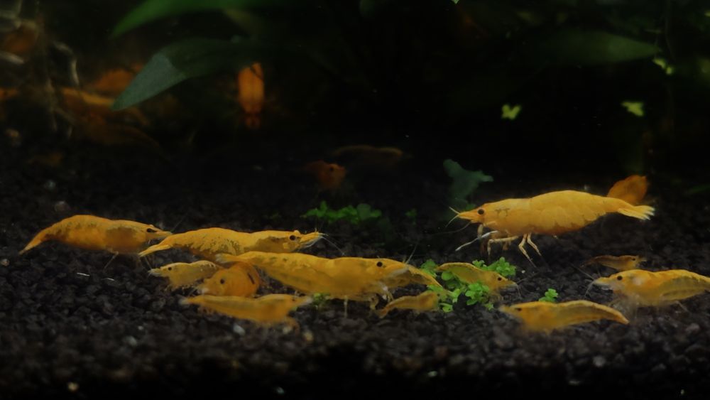 Krewetki neocaridina yellow