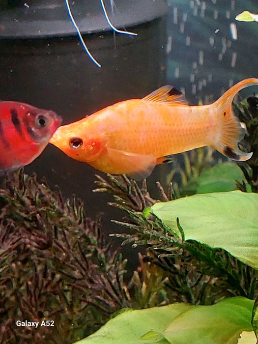 Rybki do akwarium - Molinezja Pomarańczowa z prywatnego  
 akwarium