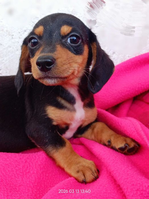 Щенки такса метисы