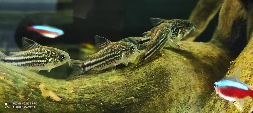 Kirys Nanus - Corydoras Nanus - TINA ZOO Zabrze