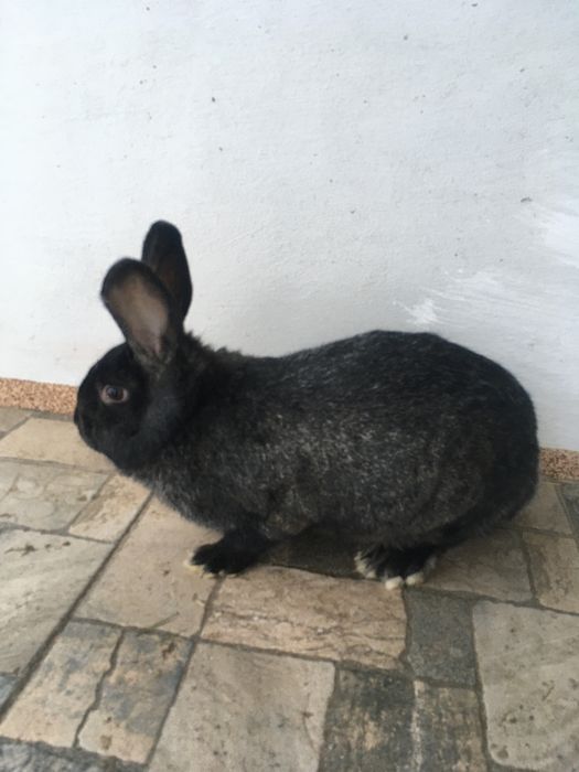 Кролиця( молода), кролі