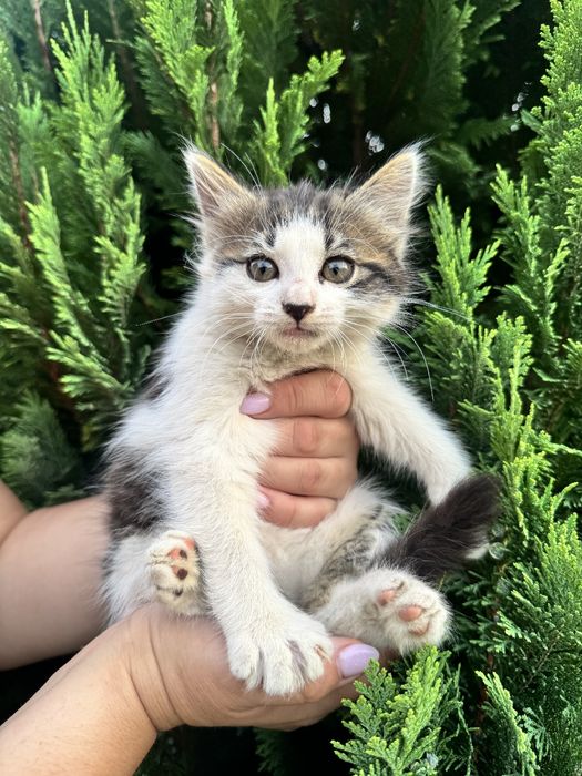 Віддам котиків у добрі руки