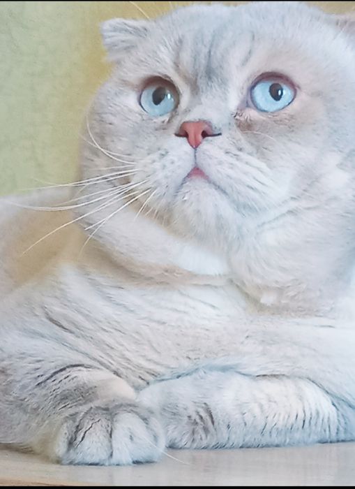 Вязка!Чистокровный вислоухий голубоглазый котик  приглашает девочек !