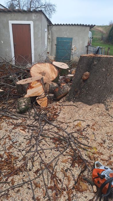 Wycinka drzew drwal -pilarz