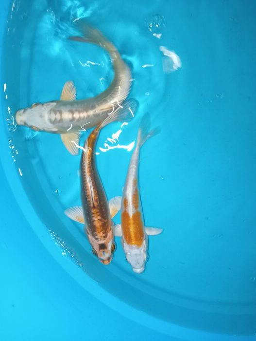 Carpas koi ( 15cm+/-)