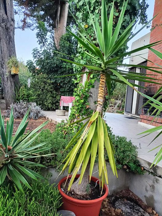 yuccas - plantas  verdadeiras