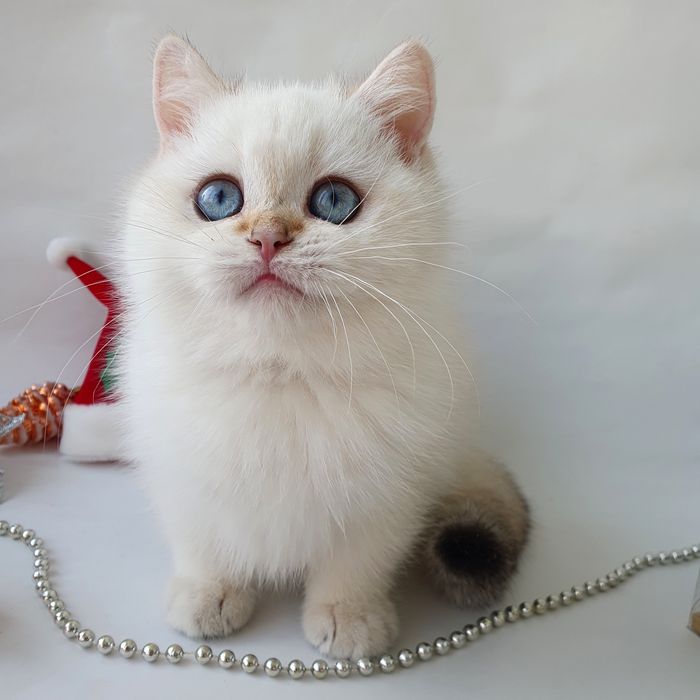 Киев белый котик с голубыми глазками клубный британец Котята котенок