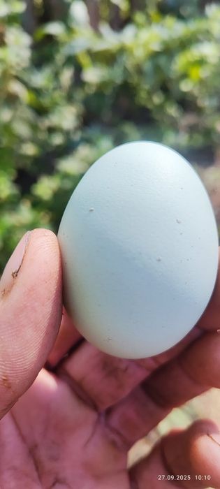 Świerże żółte masło i Jajka szaro-zielone od babci eko