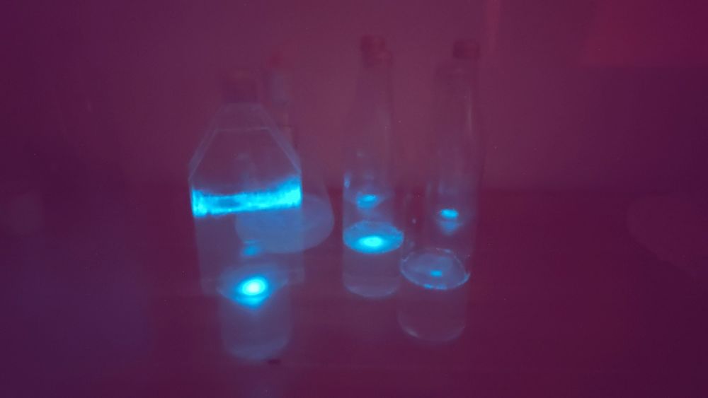 Zestaw do hodowli bioluminescencyjnych alg Pyrocystis lunula