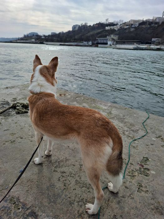 Віддам в добрі руки