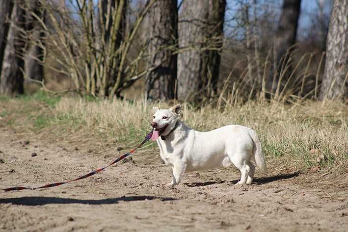 BRICO pies adopcja schronisko lękliwy