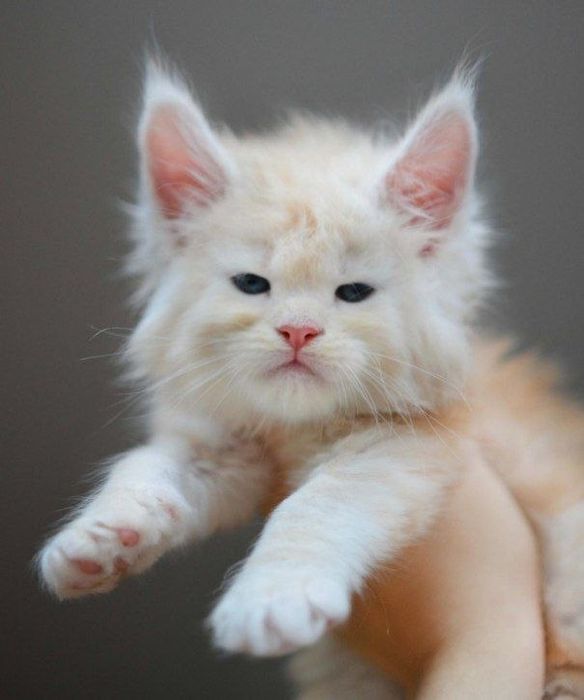 Мейнкун кошенята