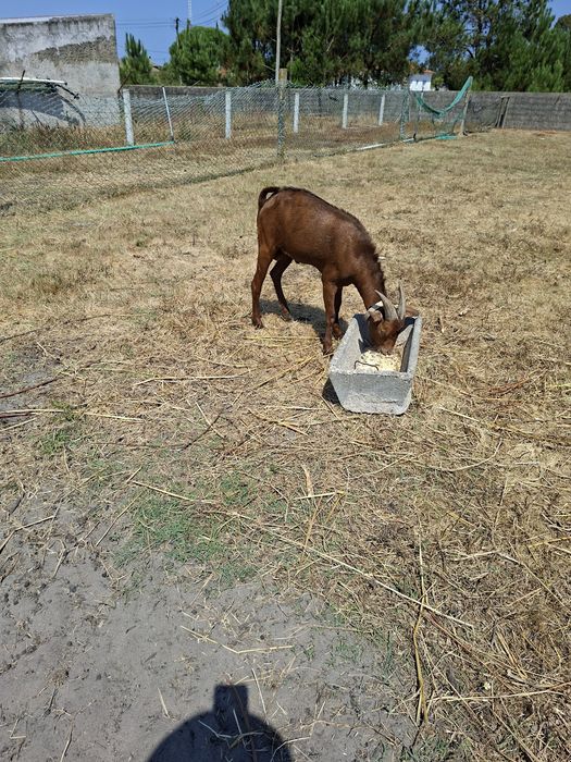 Chivo.                 .