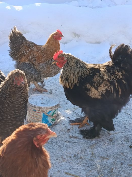 Молоді півні, півник, півень, птиця