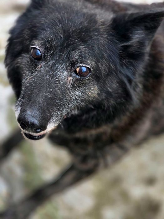 Cezary, starszy pies szuka domy na jesień życia.  Adopcja, schronisko