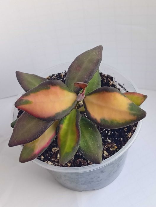 Хойя DS 70, Anulata, Globulosa, бегонія Venosa