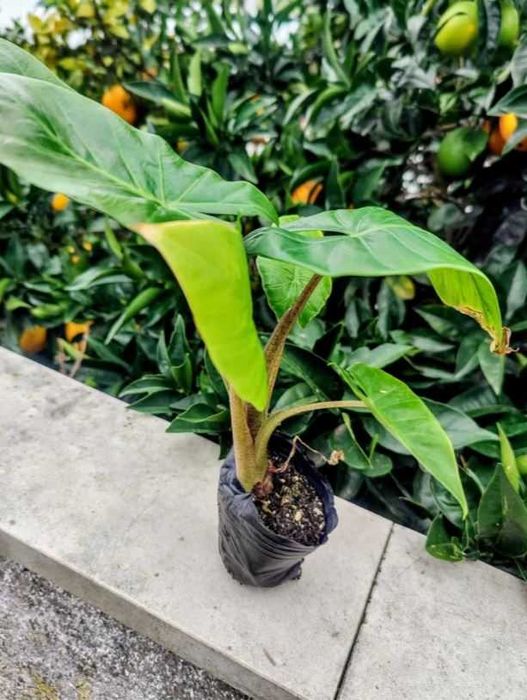 Muda de Planta Alocasia