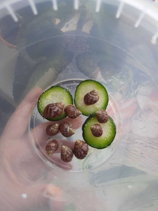 Унікальні равлики ахатинів: краса та користь для вашого акваріума!