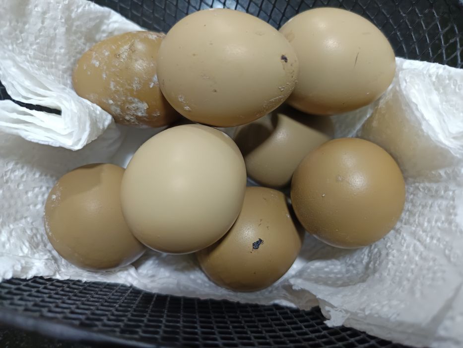 Ovos Faisão galados