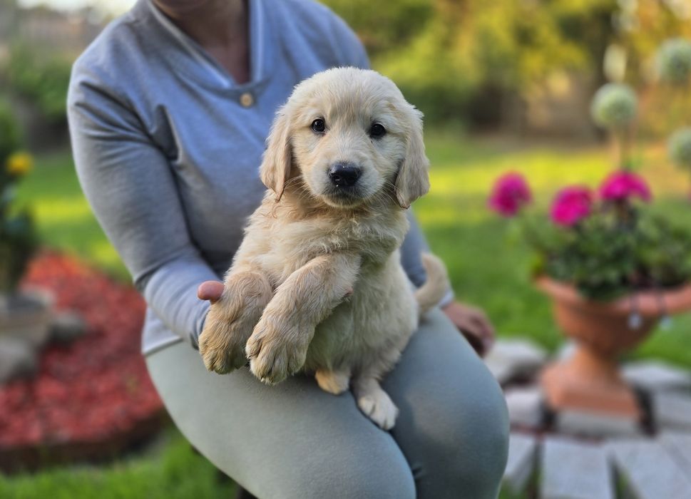 Golden retriever szczeniak