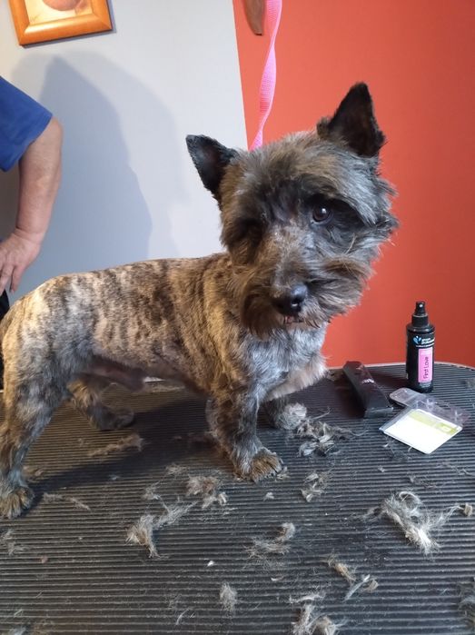 Strzyżenie i pielęgnacja psów w domu i u klienta