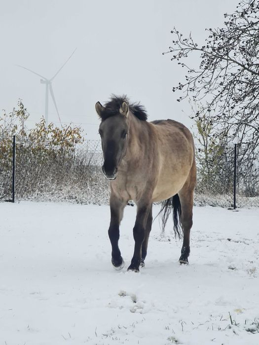 Klacz konik polski