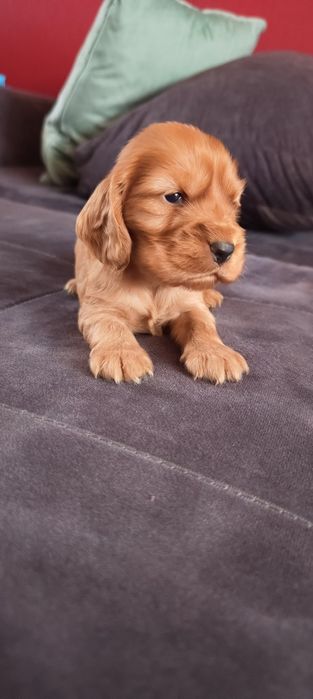 Cocer Spaniel Piesek