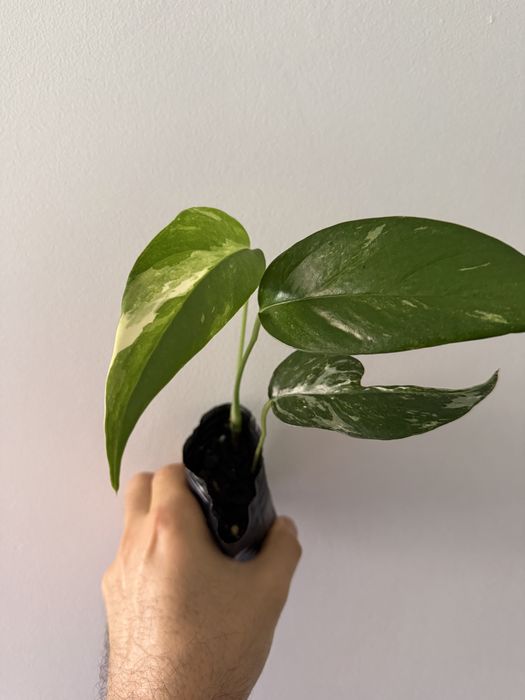 Epipremnum pinnatum albo variegata