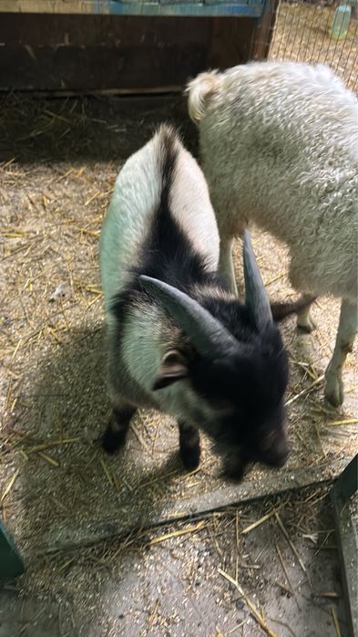 Продам двох козликів