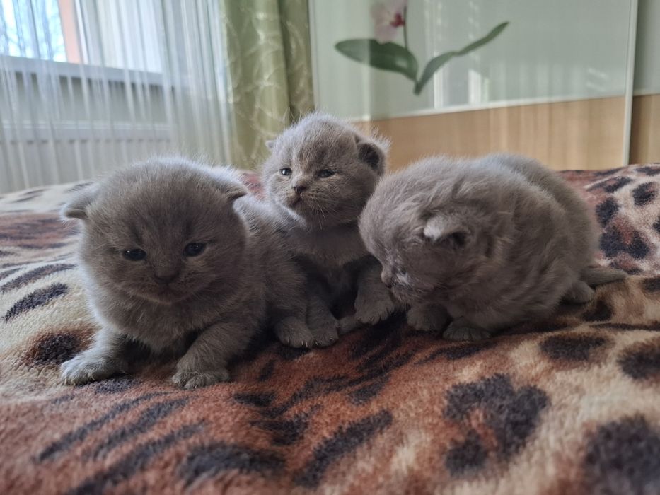Британські кошенята