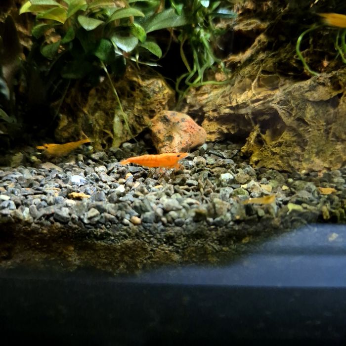 Krewetki Neocaridina Orange 10szt - dowóz Śrem / okolice