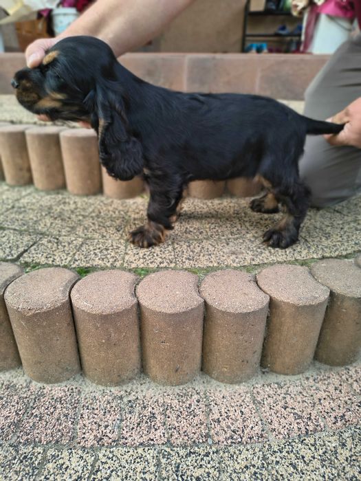 cocker spaniel angielski suczka