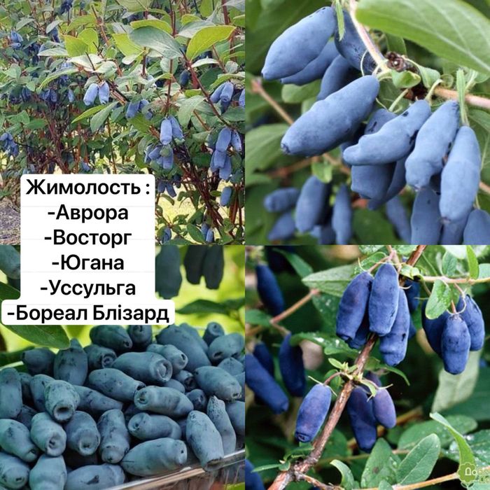Маракуйя ,ківі,жимолость ,лохина ,шовковиця