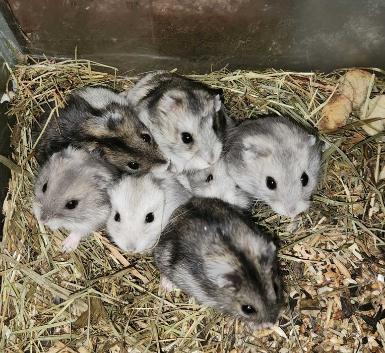 Джунгарський хом’як