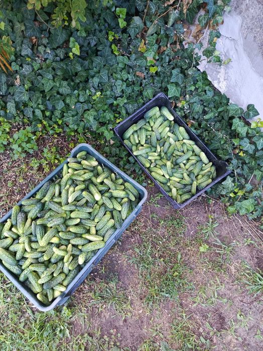 Sprzedam ogórki gruntowe świeżo zbierane pod zamówienie
