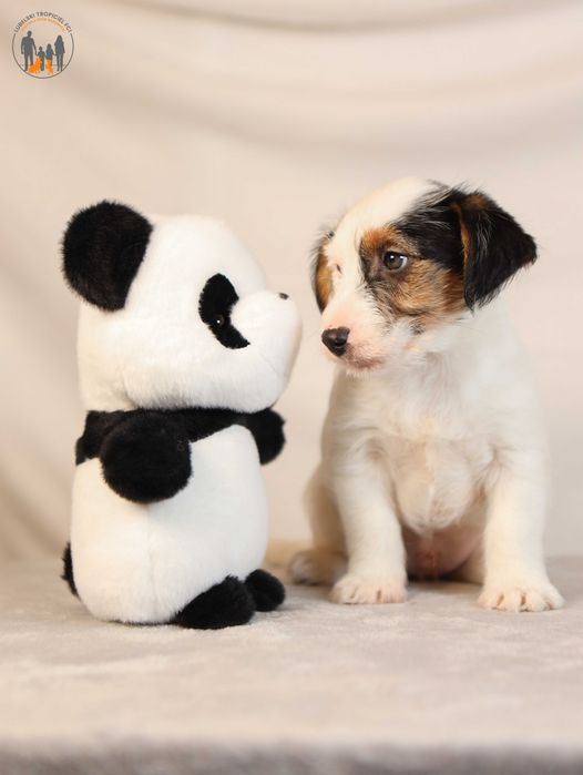 Jack Russell Terrier ZKwP FCI