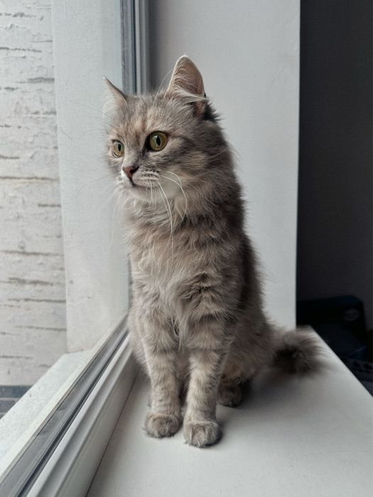 Кішка Фібі шукає новий дім