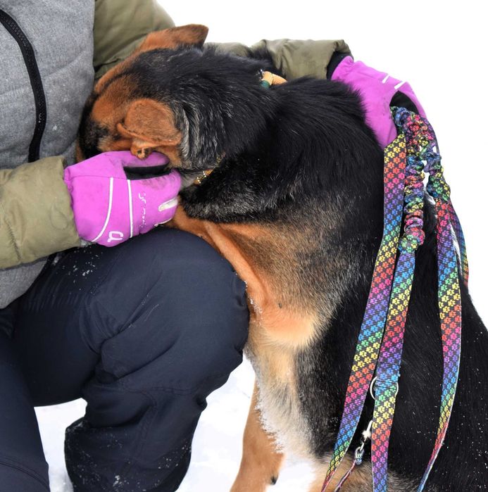 Figaro wrażliwy, kochany pies