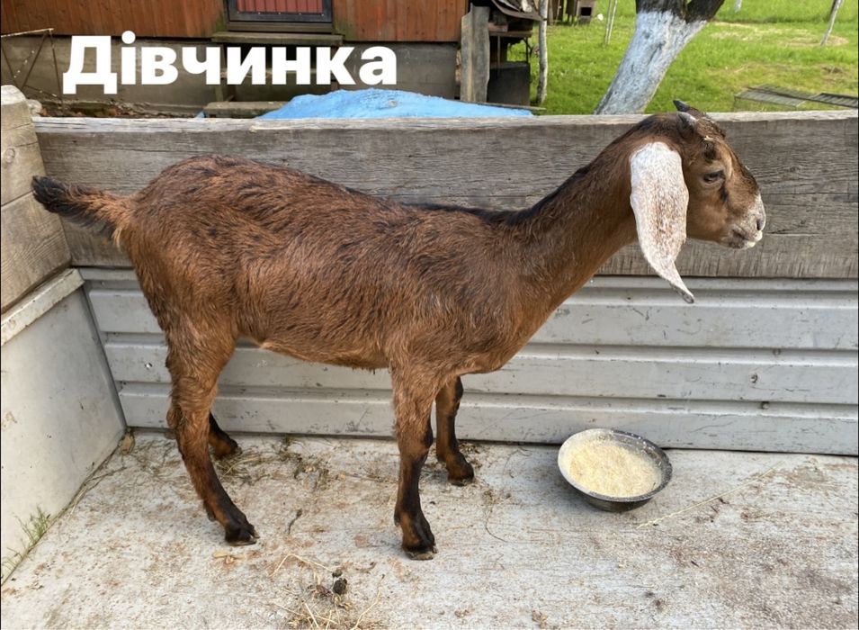 Козлики 98,8% англо нубійці