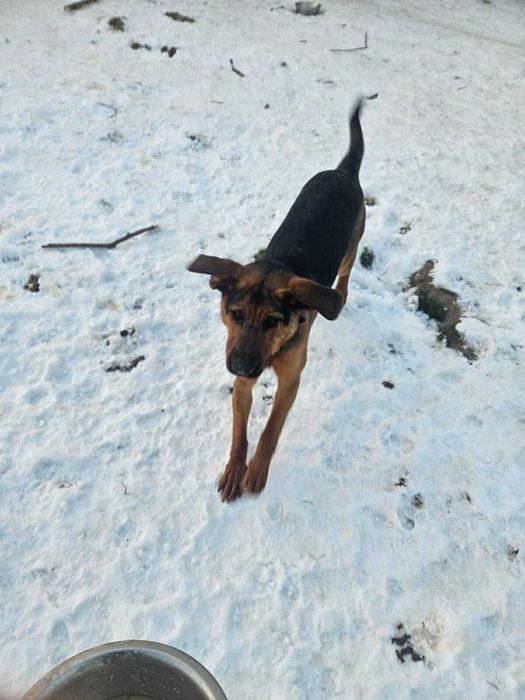 Oddam za darmo,do adopcji- śliczna Kora szuka domu.