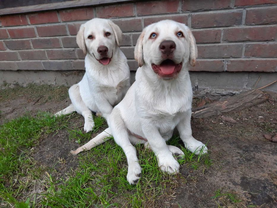 Labrador Retriever żółty piesekZKwP  ,FCI